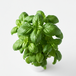 Basil