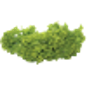 Butterhead Lettuce