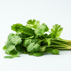 Cilantro
