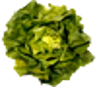 Batavia Red (Baby Leaf)