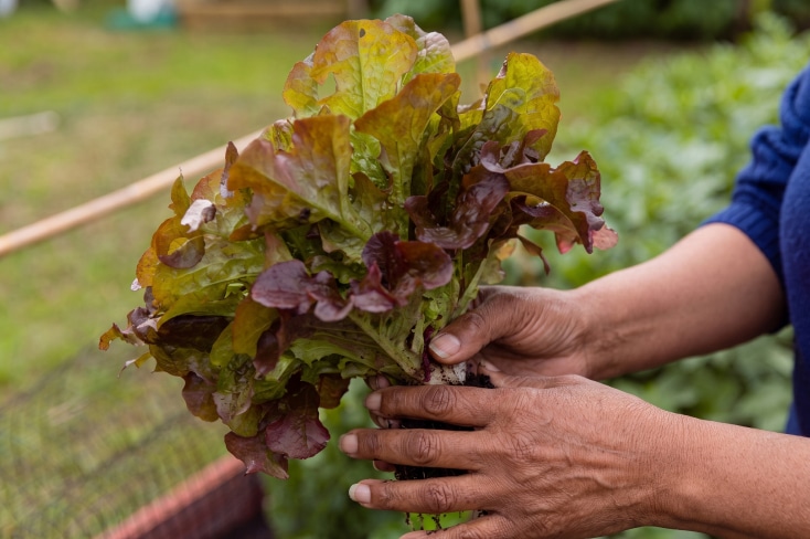 red-and-green leaf lettuce