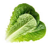 Fresh romaine lettuce