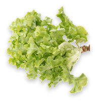 Fresh green lettuce