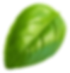 single bright-green leaf