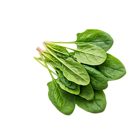 Fresh spinach leaves