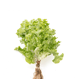 Growing lettuce plant