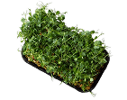 Tray of green herbs