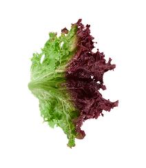 Red and green lettuce leaf