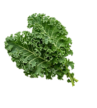 Fresh curly kale