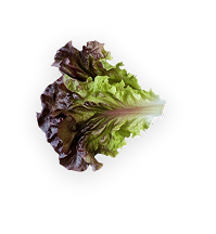 Green leaf