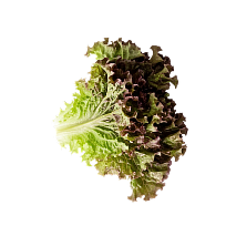 Fresh red and green lettuce