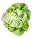 Fresh farm lettuce