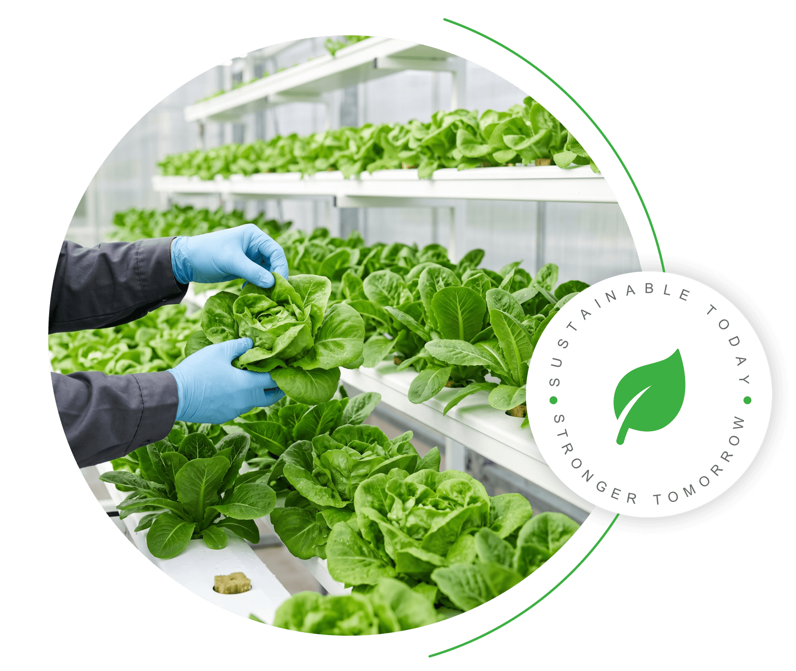 Lettuce harvest in hydroponic farm