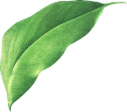 Green leaf img