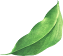 Green leaf.illustration