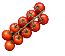 growing fresh tomatoes