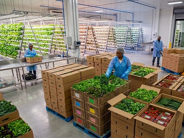 Workers packing fresh vegetables
